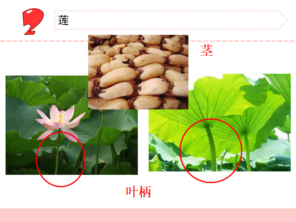 7.水里的植物（福建  江雅）_11.png