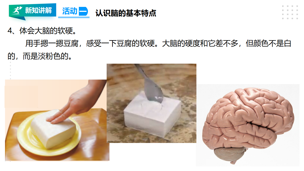 19我们的大脑 课件_09.png