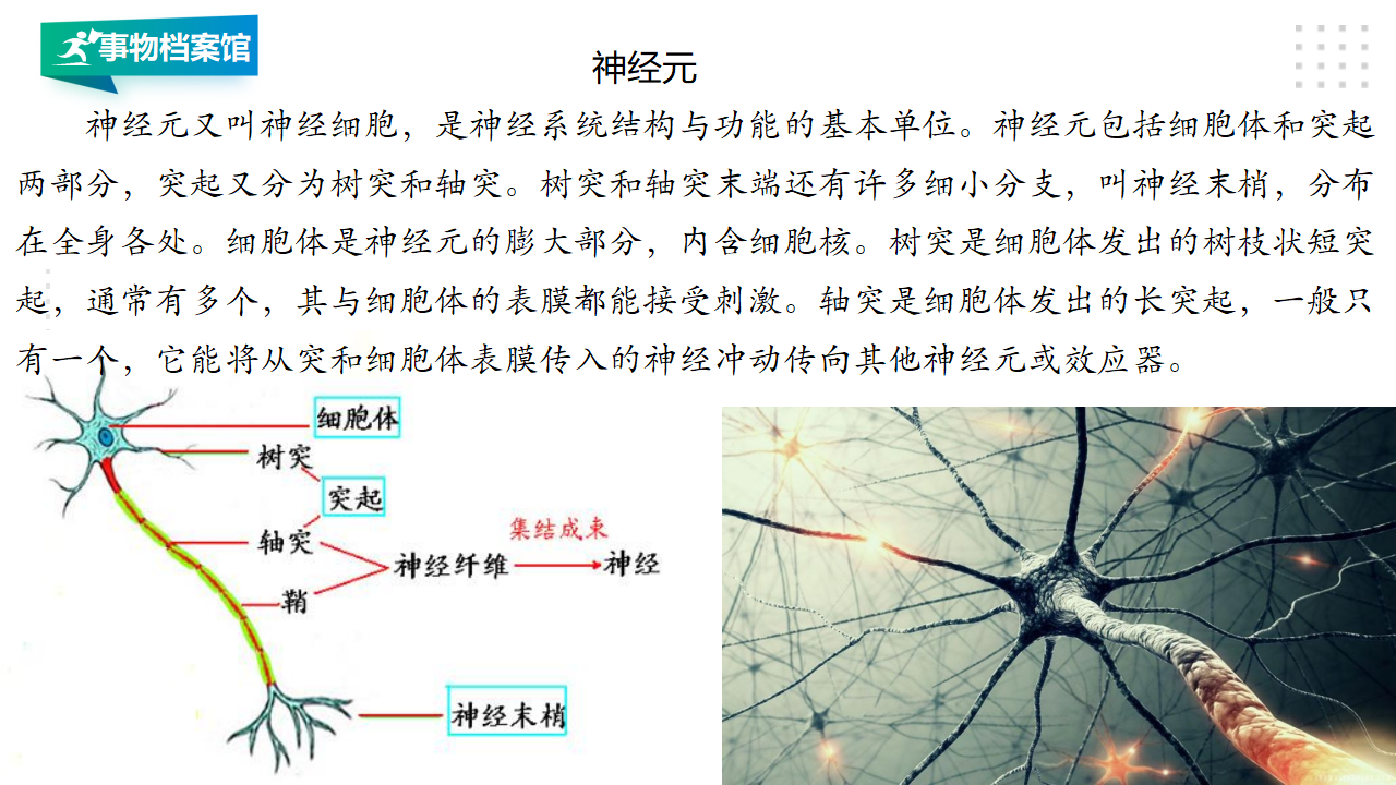 18从刺激到反应 课件_14.png