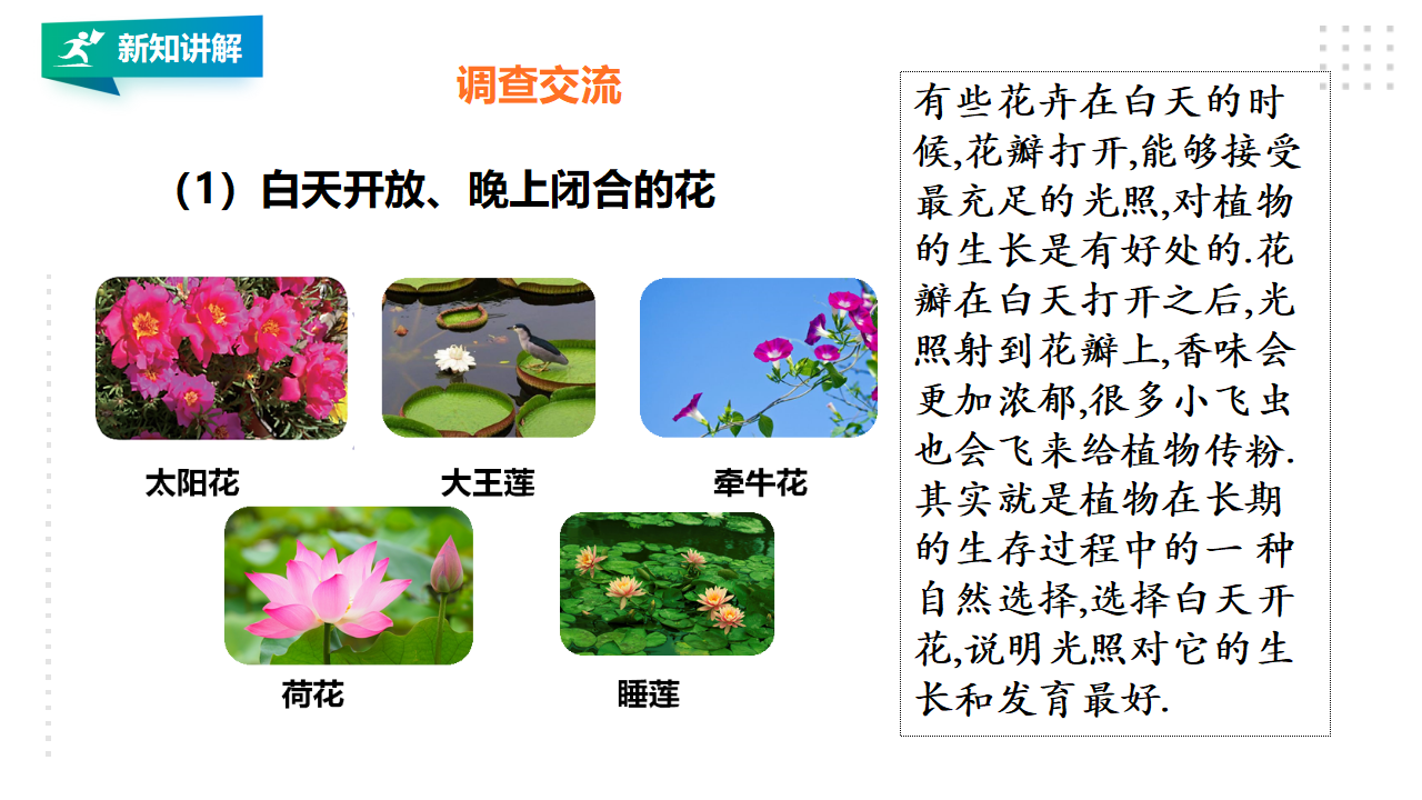3.10《昼夜对植物的影响》课件（30张PPT）_09.png