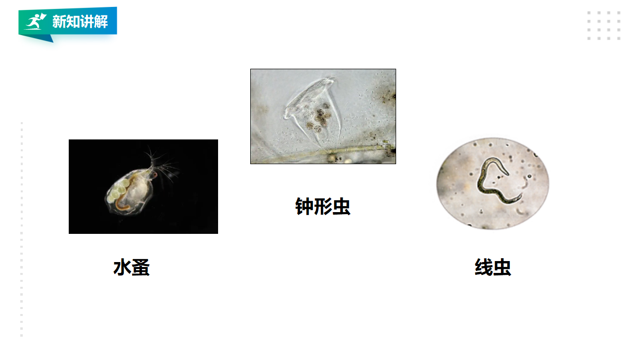 1.2《微小的生命体》课件（29张PPT）_15.png