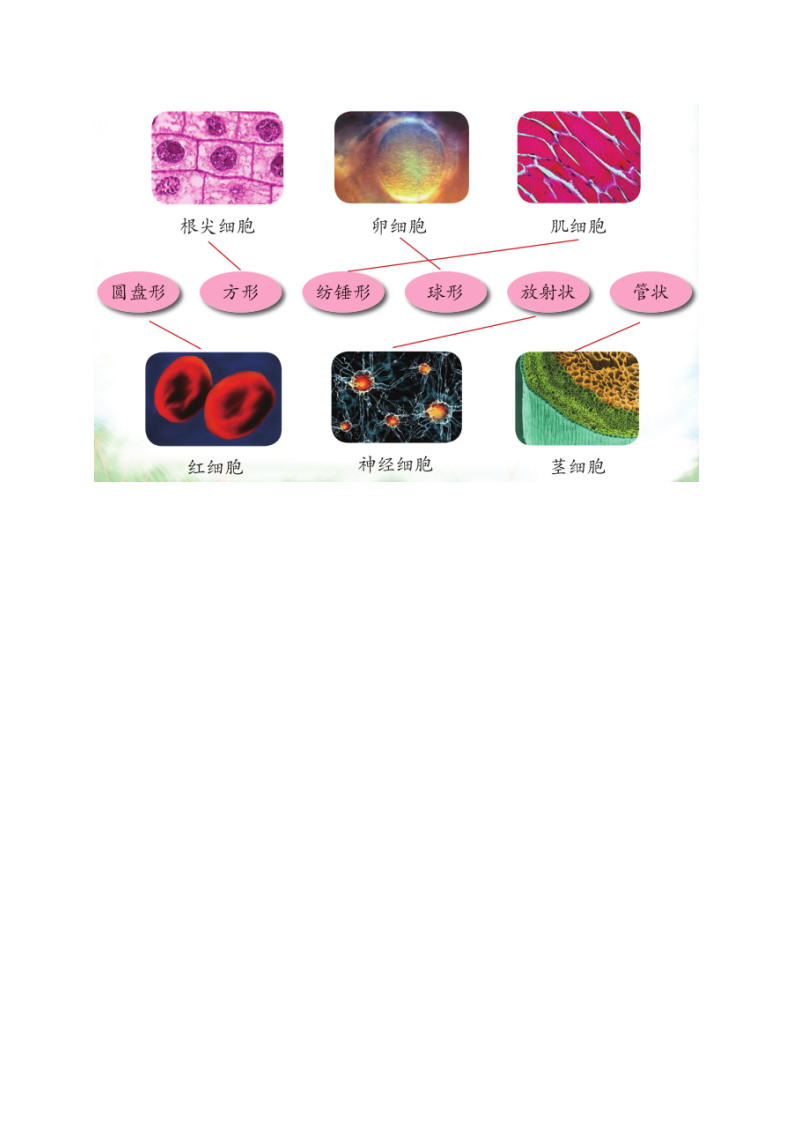 第1课  搭建生命体的“积木”（教案）_06.png