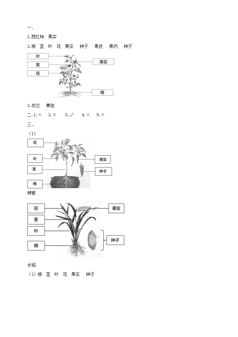 第11课时《一株番茄》练习_03.png