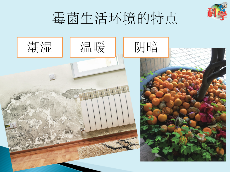 12：《发霉了》粤教版共20张_11.png