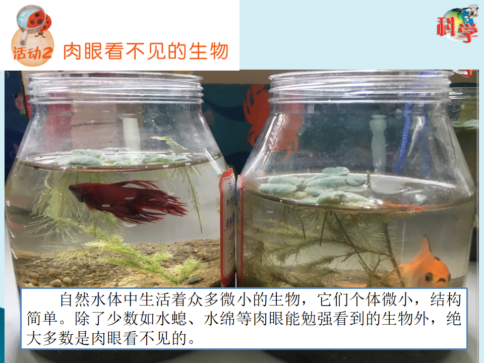 10：《微小的生命世界》粤教版（PPT共15页）_08.png