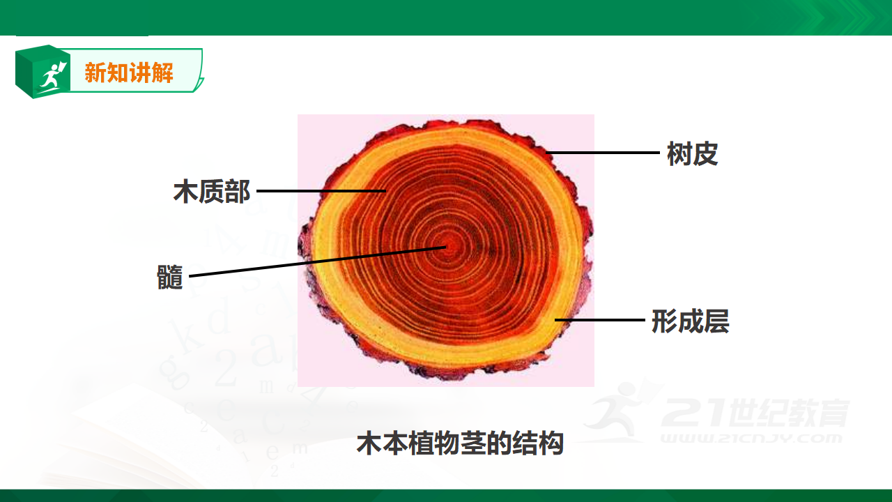 1.4《水分在茎里的运输》课件_16.png