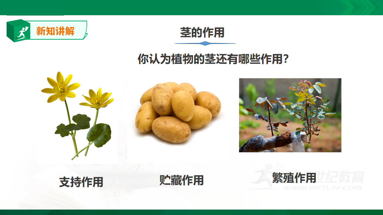 1.4《水分在茎里的运输》课件_19.png