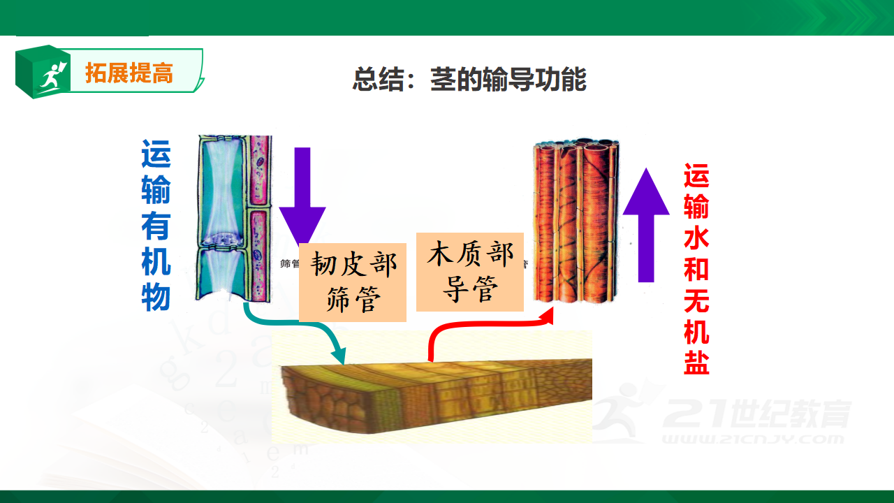 1.4《水分在茎里的运输》课件_25.png