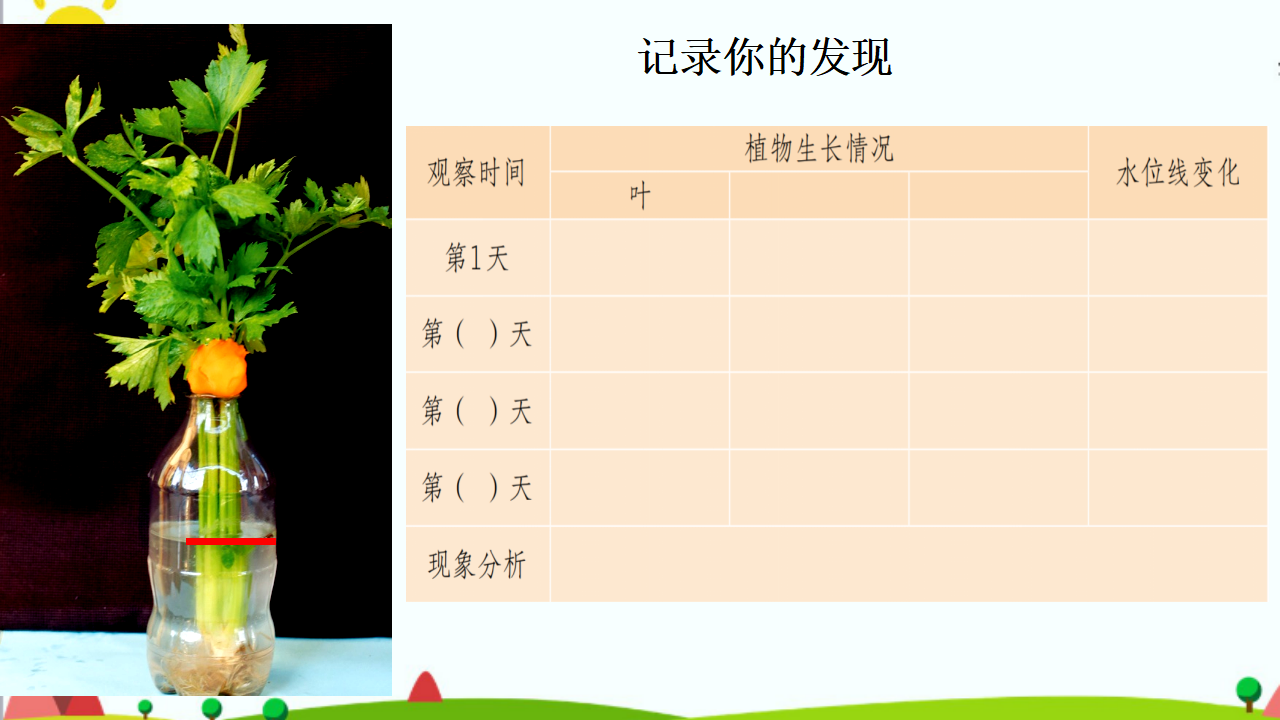 1.2《根对水分的吸收》课件（共22张PPT）_09.png