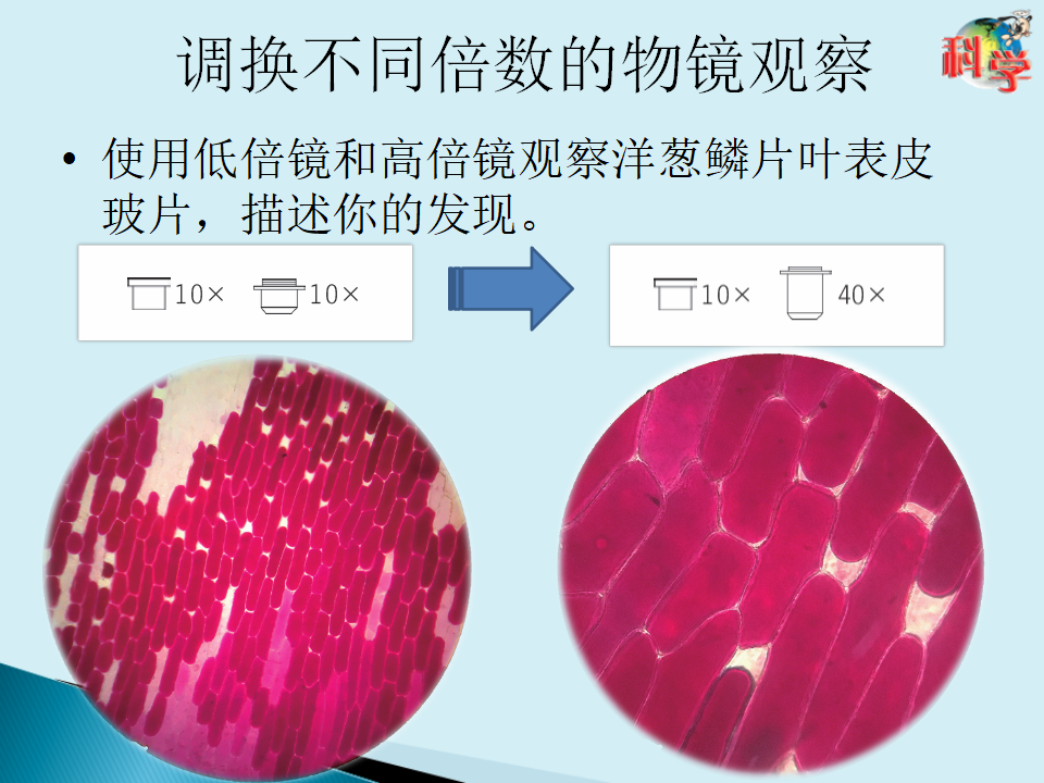 09：《用显微镜来观察》 粤教版（ppt共25页）_09.png