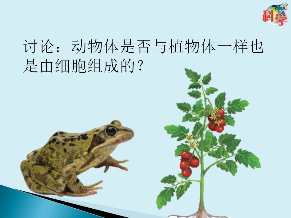 09：《用显微镜来观察》 粤教版（ppt共25页）_20.png