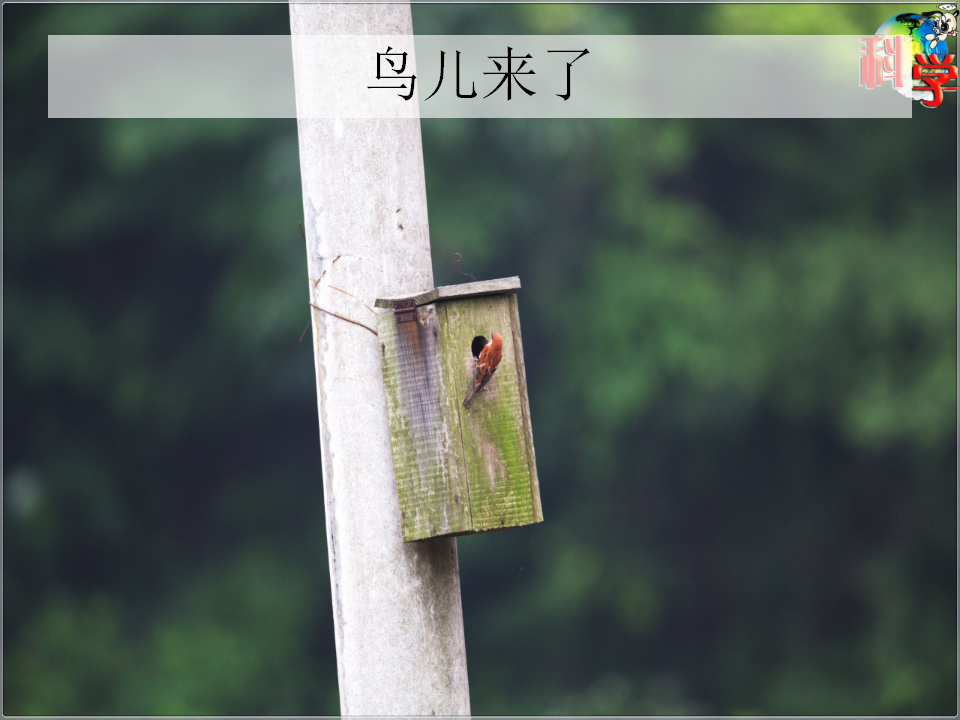 第13课《专题探究：帮鸟儿建个家》教学课件_25.png