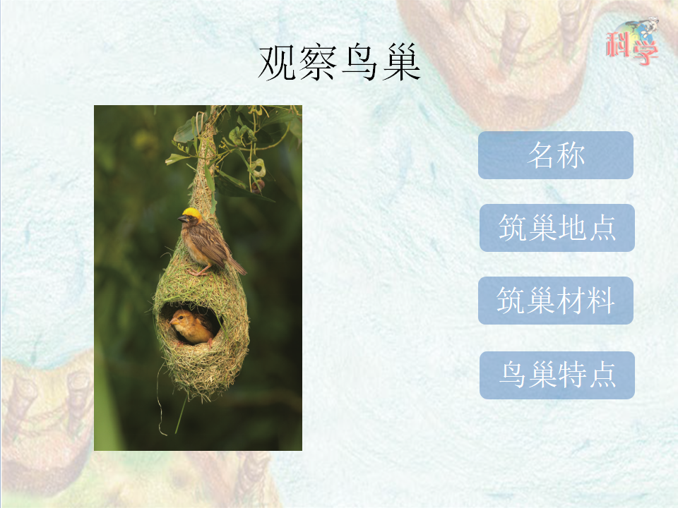 第12课《动物的巢穴》教学课件_12.png