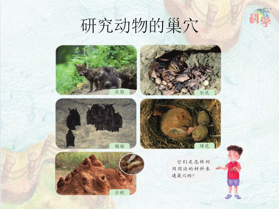第12课《动物的巢穴》教学课件_18.png