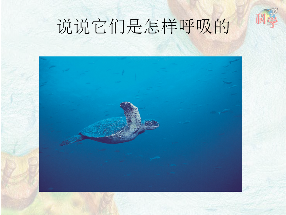 第08课《动物需要空气》教学课件_21.png