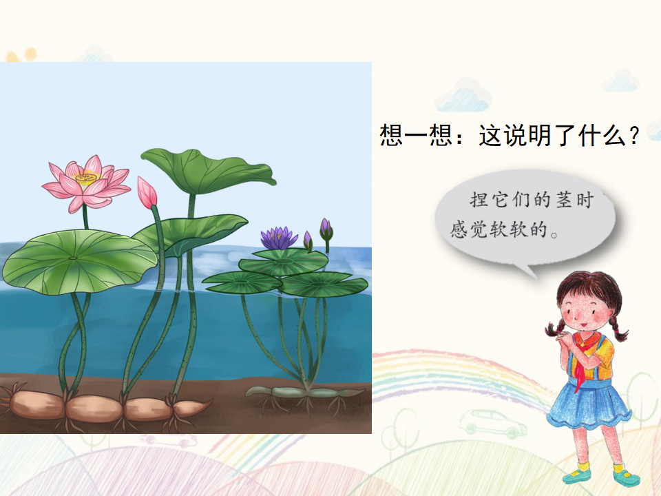 第05课 睡莲和荷花 教学课件_18.png