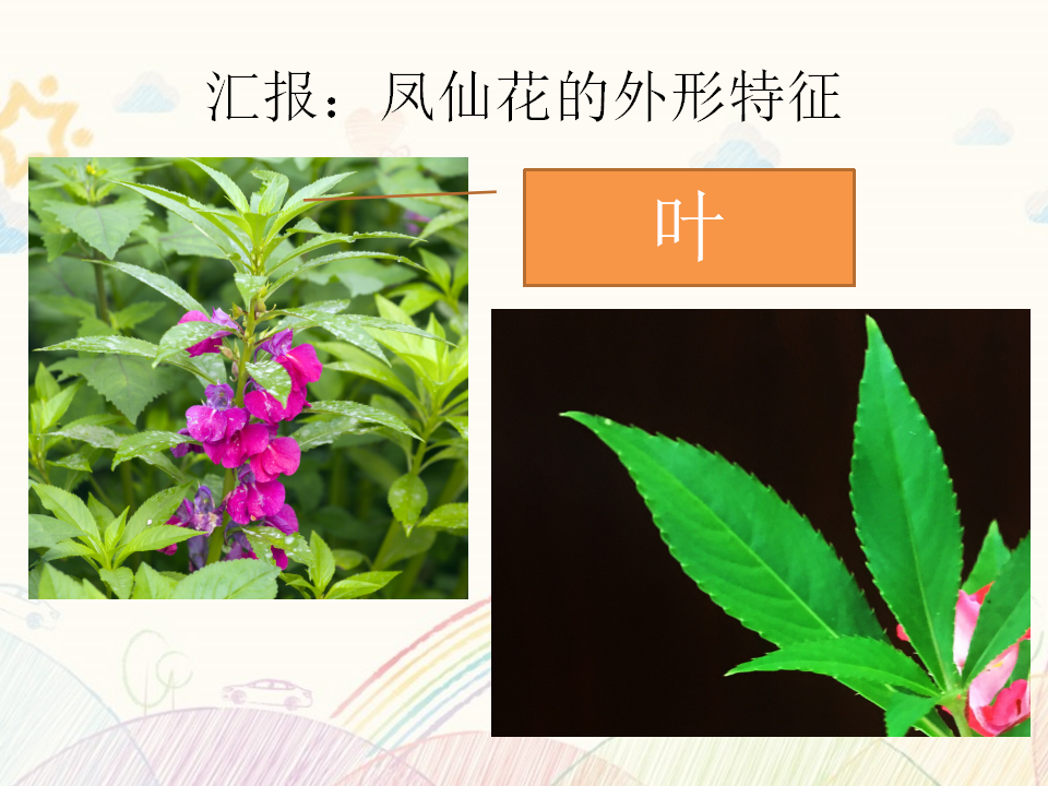 第03课 凤仙花和狗尾草 教学课件_08.png
