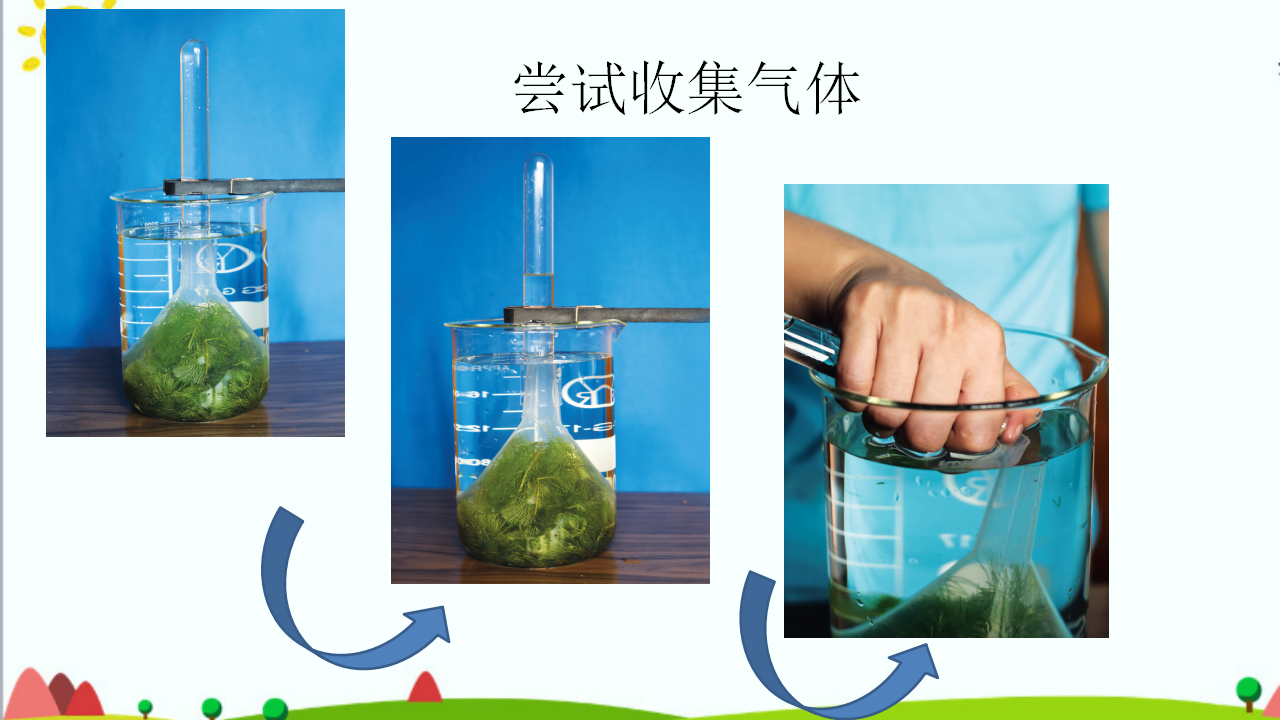 五年级上册第7课《植物能够利用阳光》教学课件21_07.png