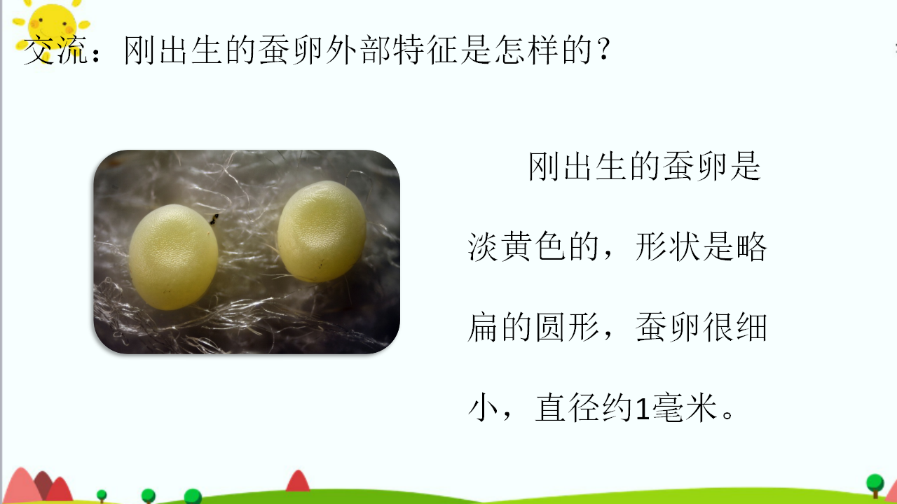 1.5《一起来养蚕》课件（共45张PPT）_05.png