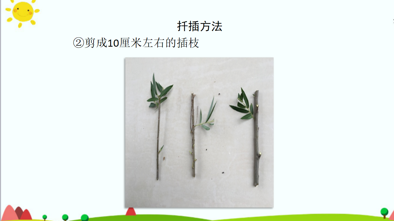 1.4《专题探究：可以不用种子繁殖吗》课件（共37张PPT）_16.png