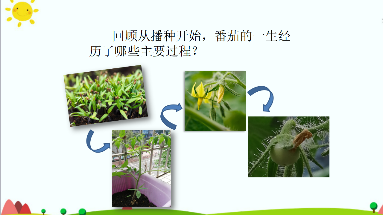 1.2《开花和结果》课件（共44张PPT）_43.png