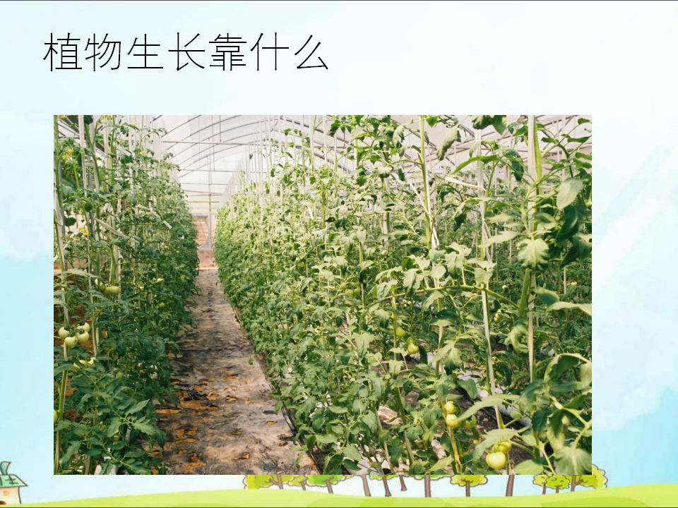 粤教版二年级下册科学第7课谁的蔬菜长得好课件PPT_18.png