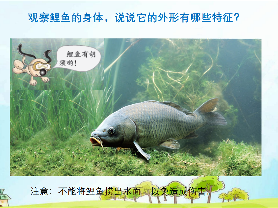 粤教版二年级下册科学3池塘里的鲤鱼ppt课件_04.png