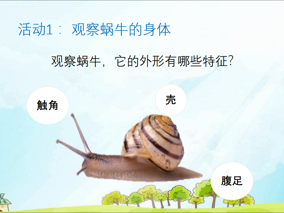 粤教版二年级下册科学1菜叶上的蜗牛ppt课件_05.png