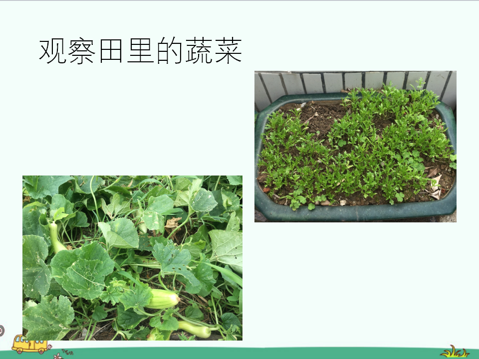 第6课《动手种蔬菜》教学课件_04.png