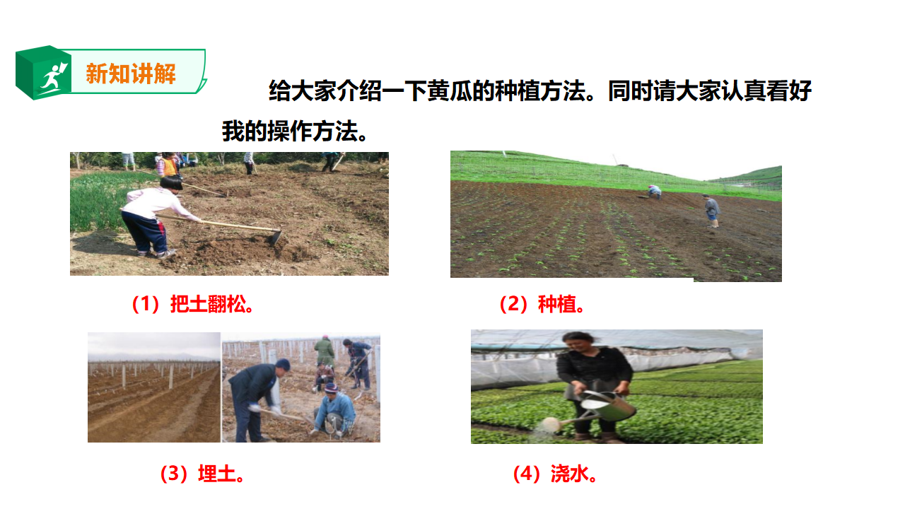 2.5我们离不开蔬菜（课件）_14.png