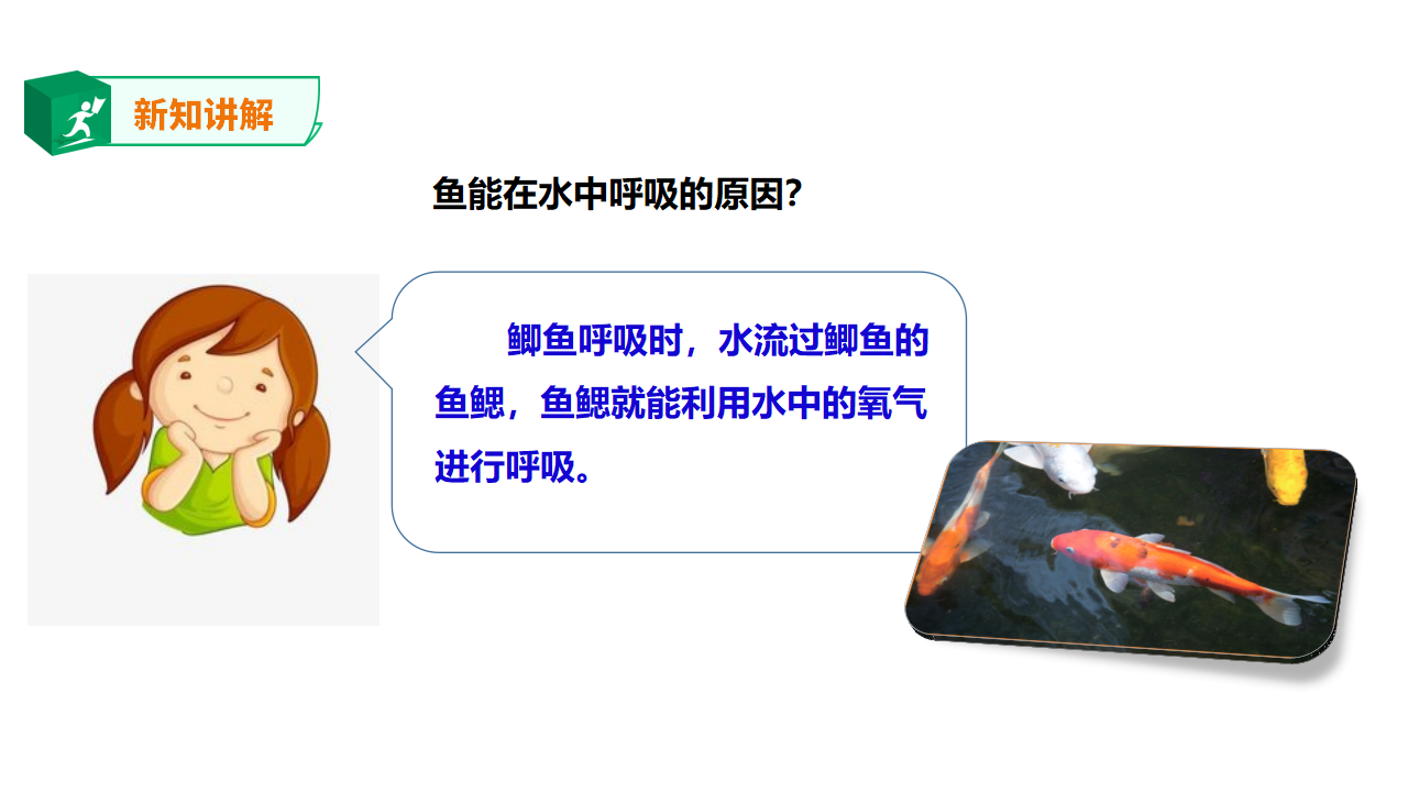 1.3池塘里的鲤鱼（课件）_13.png