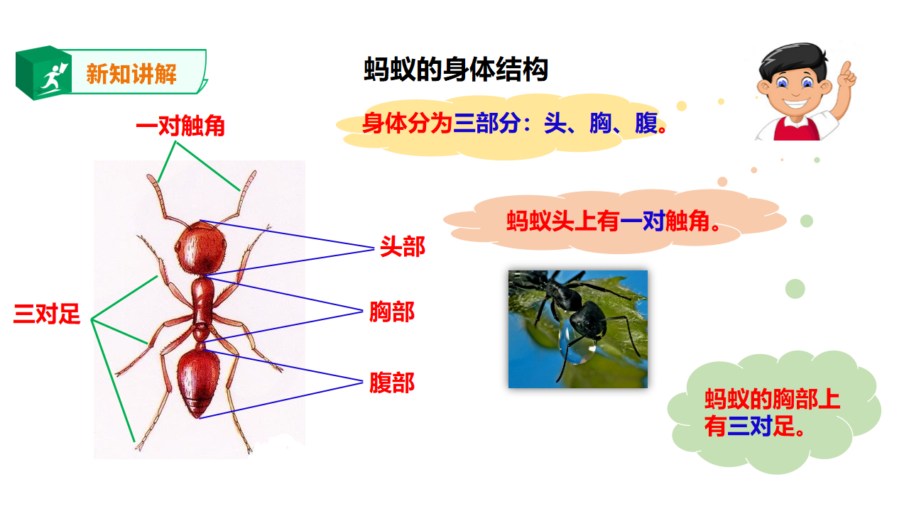 1.2 校园里的蚂蚁（课件）_06.png