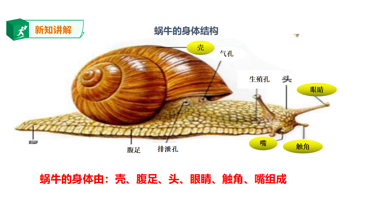 1.1菜叶上的蜗牛（课件）_07.png