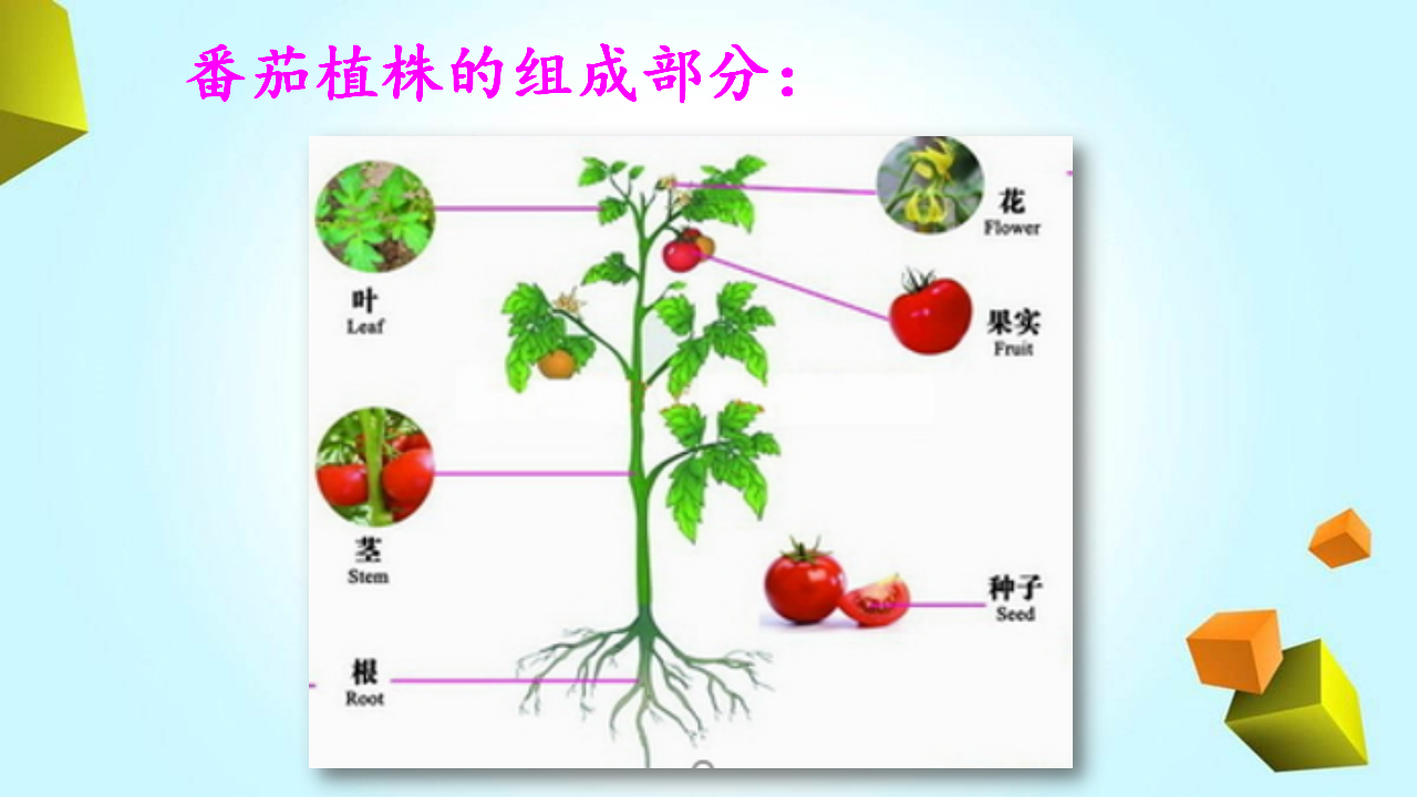 粤教粤科版科学三年级下册第3单元复习课件_03.png