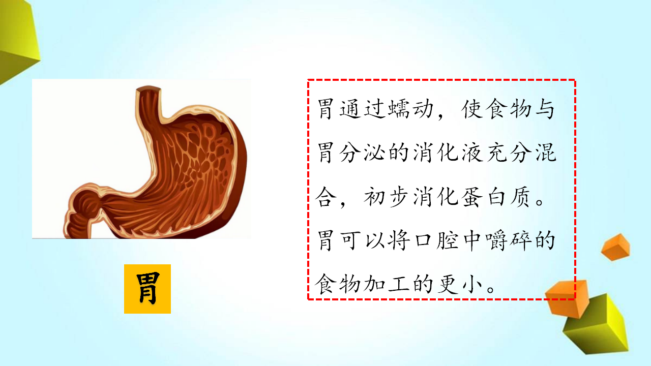 粤教粤科版科学三年级下册第2单元复习课件_09.png