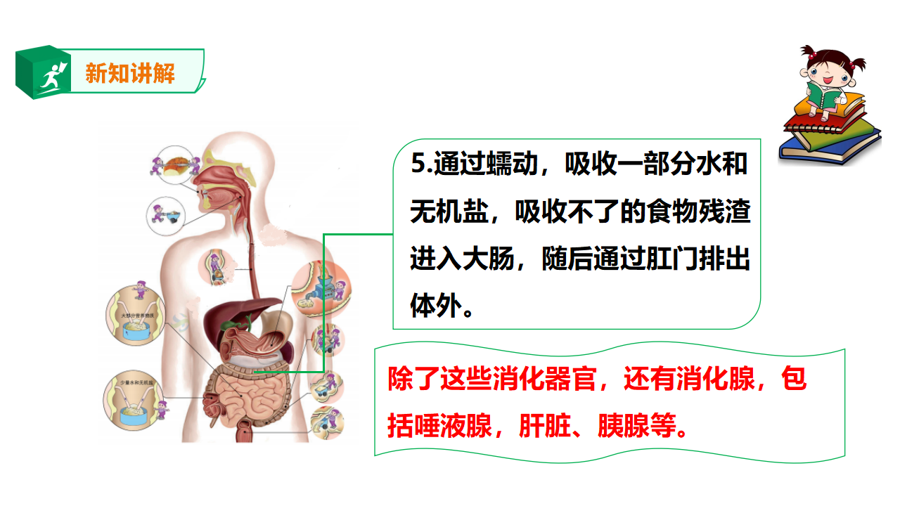 粤教粤科版小学科学三下第二单元第7课时《食物的消化》课件_17.png