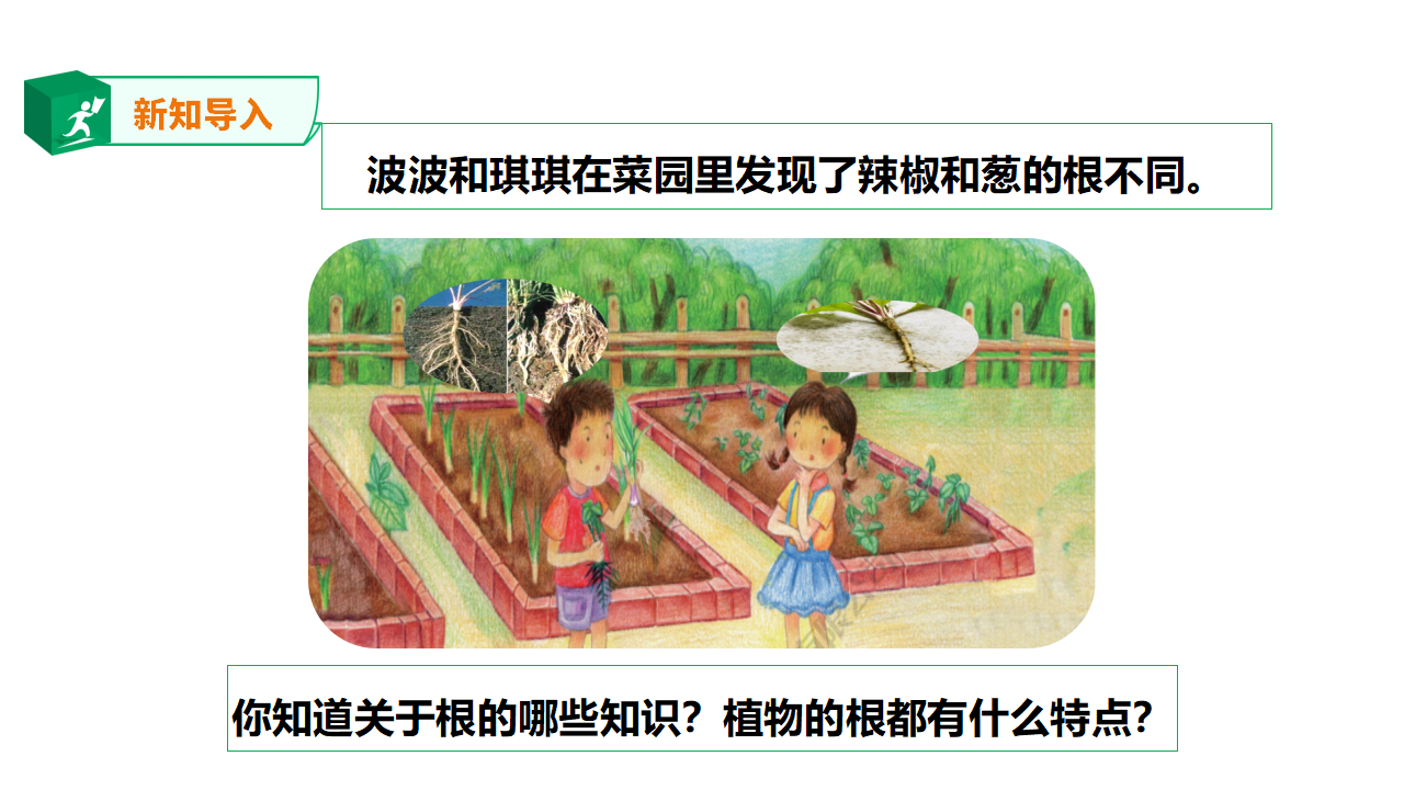 粤教粤科版小学科学三下第三单元第14课时《植物的根》课件_03.png