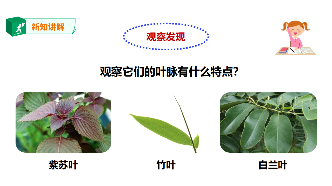 粤教粤科版小学科学三下第三单元第12课时《植物的叶》课件_15.png