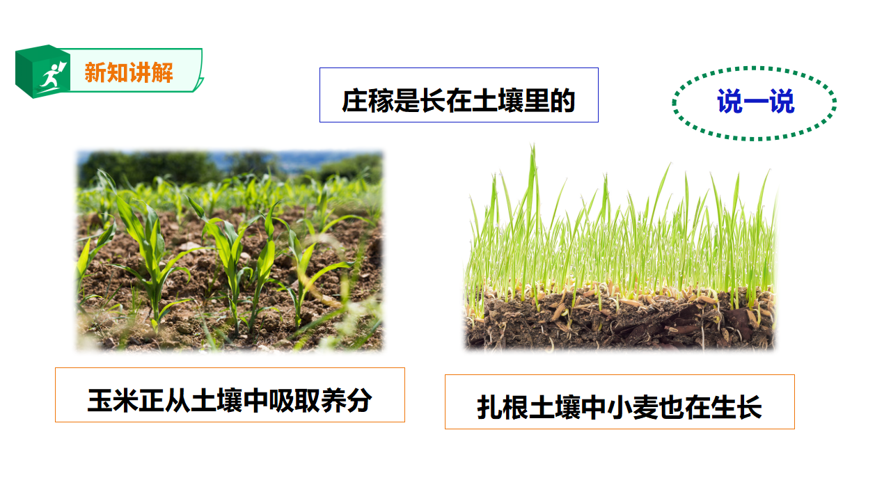 粤教粤科版小学科学三下第一单元第1课时《身边的土壤》课件_12.png
