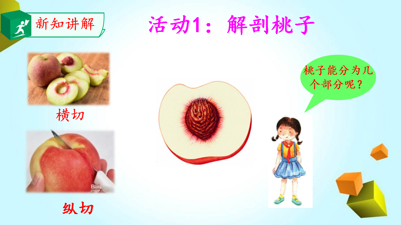 16.果实和种子_06.png