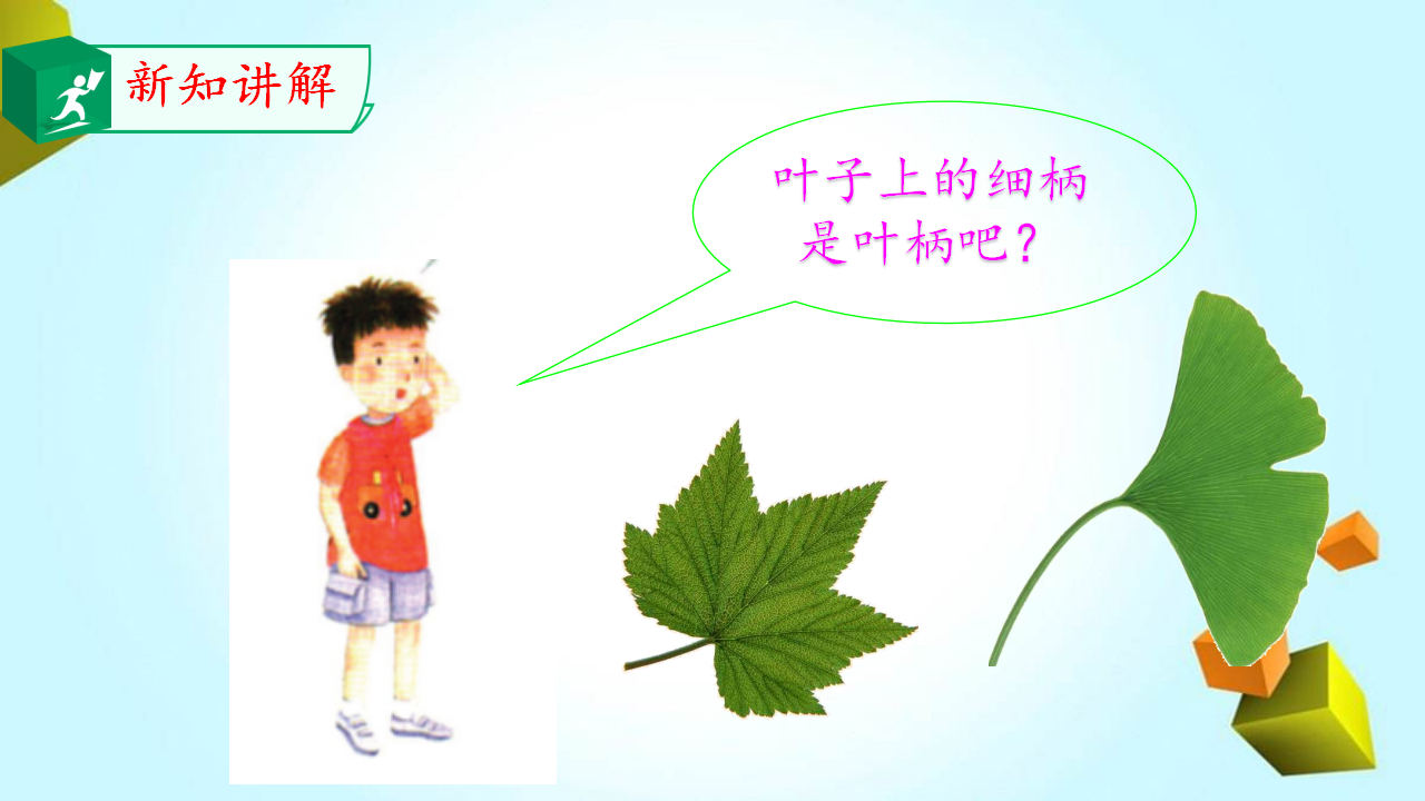 12.植物的叶_06.png