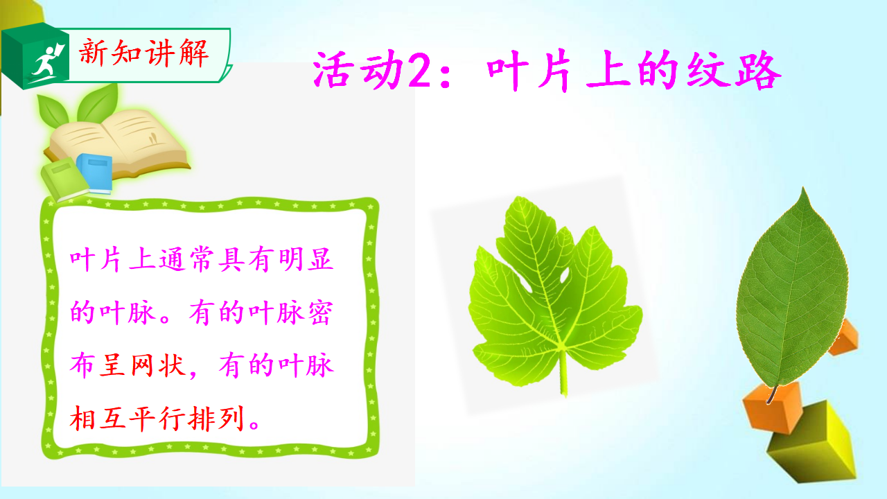 12.植物的叶_07.png