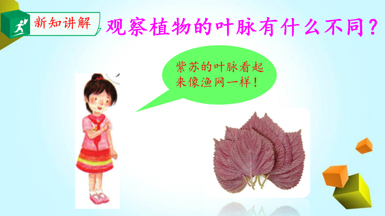 12.植物的叶_09.png