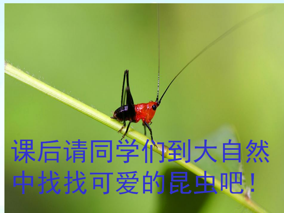 教科版三年级下册科学《茧中钻出了蚕蛾》教学课件_12.png