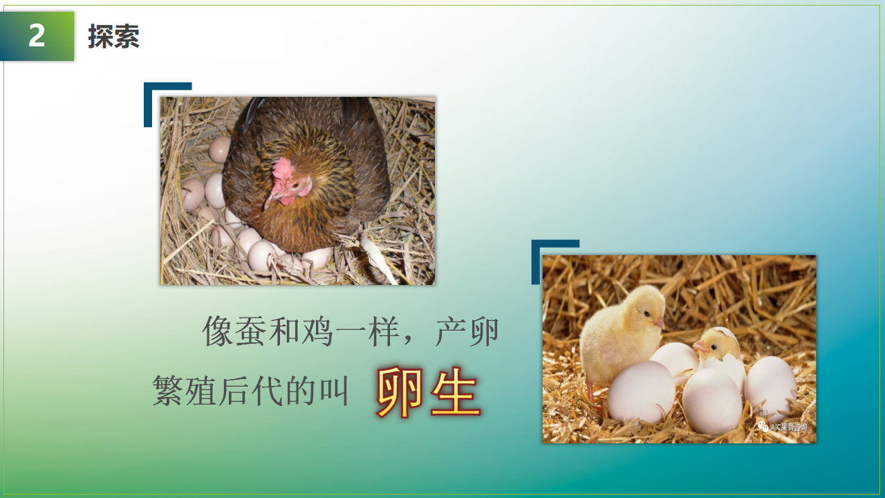 教科版三年级下册科学《动物的繁殖》教学课件_06.png