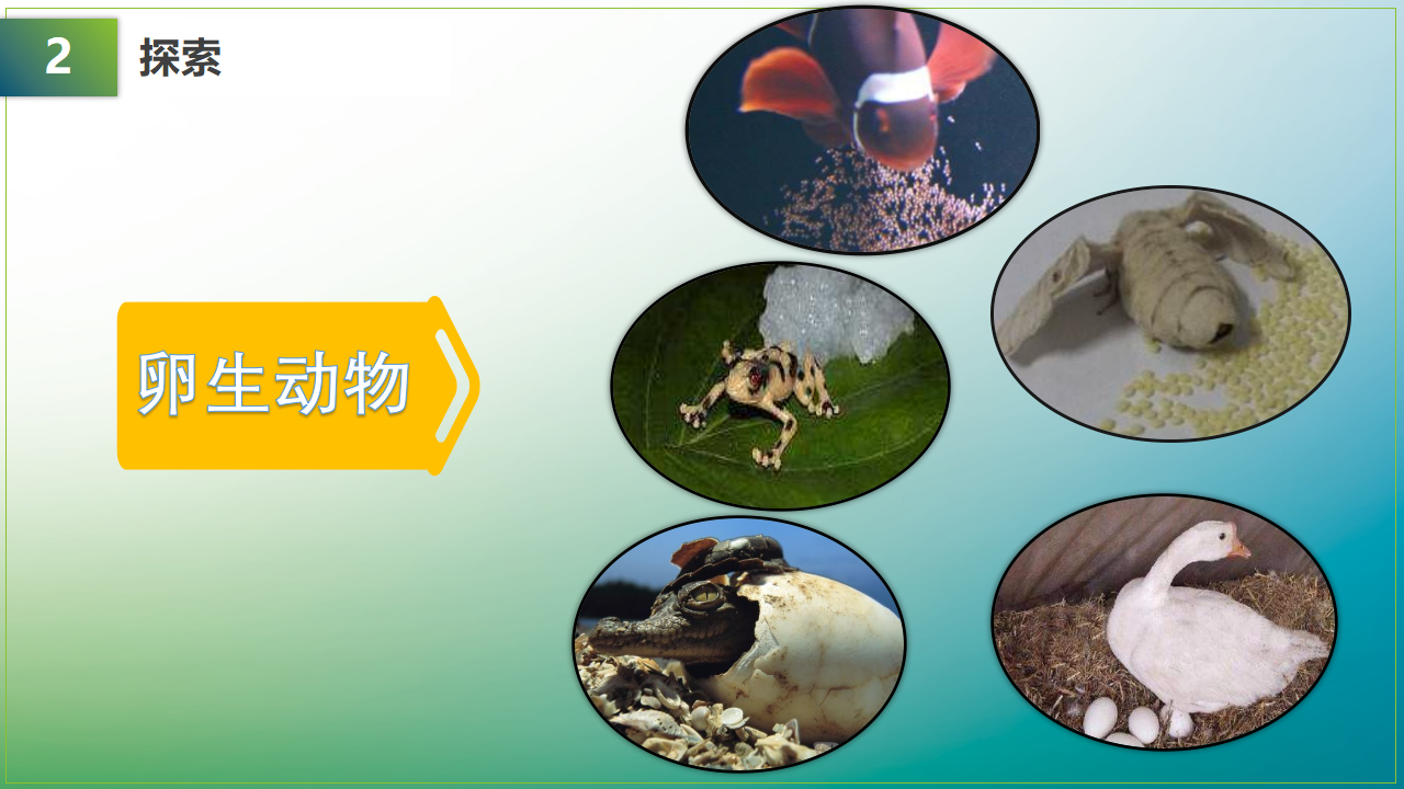 教科版三年级下册科学《动物的繁殖》教学课件_08.png