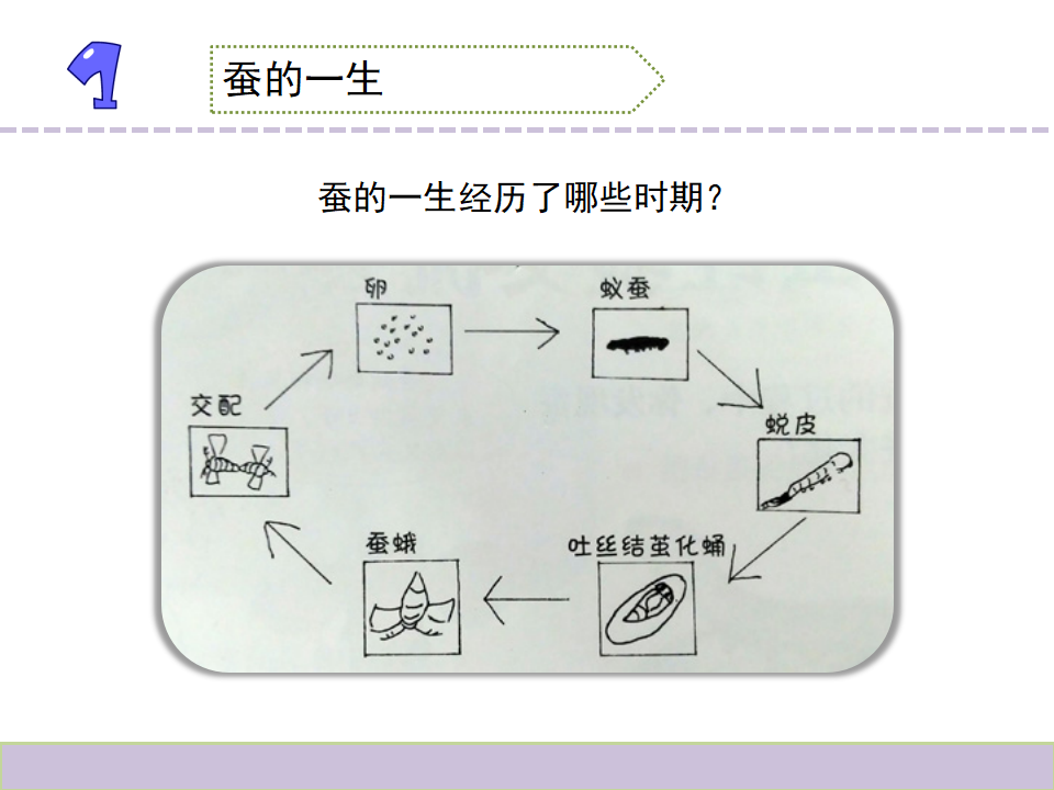 教科版三年级下册科学《动物的一生》教学课件_02.png