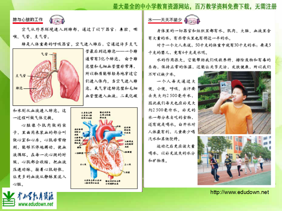 教科小学科学四上《4.7、相互协作的人体器官》PPT课件4_12.png