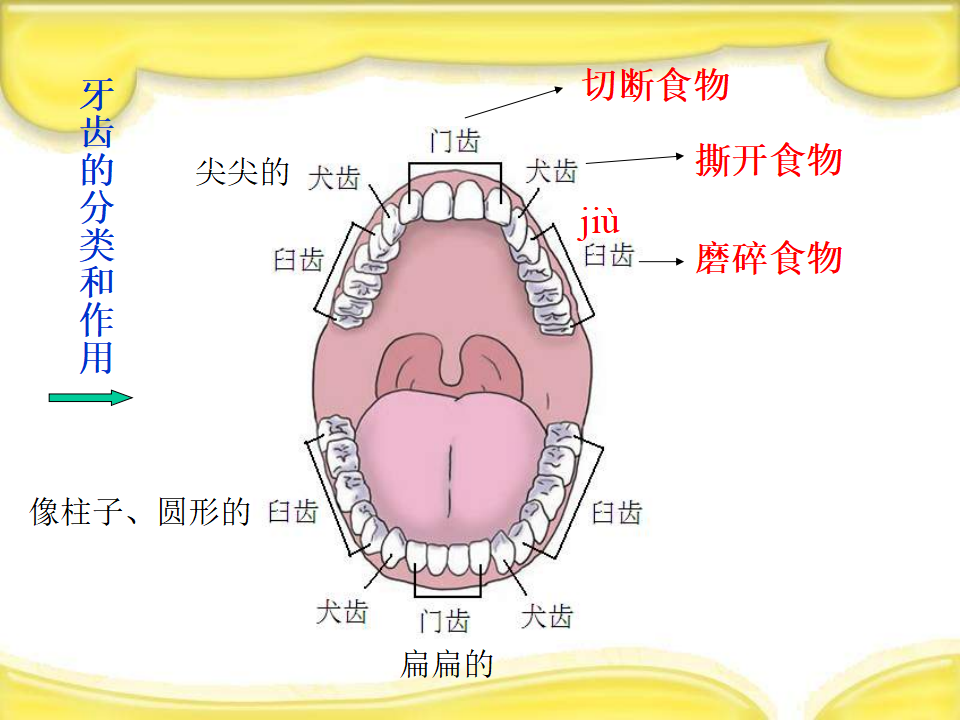 教科小学科学四上《4.6、食物口腔里的变化》PPT课件4_07.png