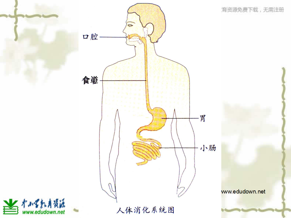 教科小学科学四上《4.5、食物在体内的旅行》PPT课件7_14.png